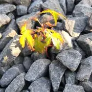 noboの画像