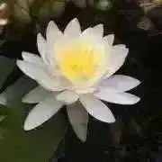 まじゅの画像