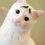 ばなーな。の画像
