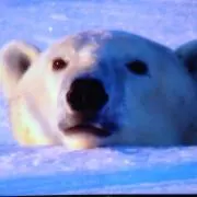 とんぷーの画像