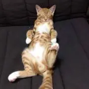 ネコネコ❤︎