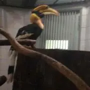 あっちょん