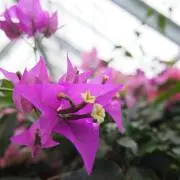 なつの画像