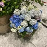 繭子の画像