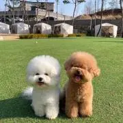 pureriの画像