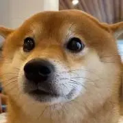 みみっきゅの画像