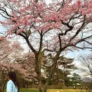 ひまわりの画像