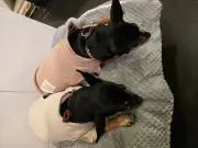 ミルクティー☆スープ