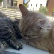 あかりの画像