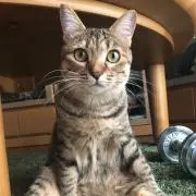 ニャロメの画像