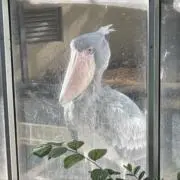 Ymの画像