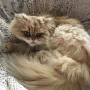 ぎんこ