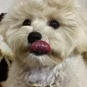 おじゃ　プロフお読みくださいの画像