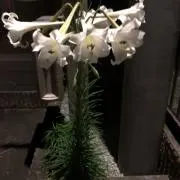 KMGの画像