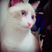 俺ちゃんの画像