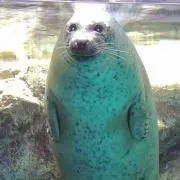 最寄り駅のグングニールの画像