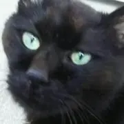 ミーさん（コレクション整理中）の画像