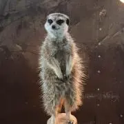 すなぎも
