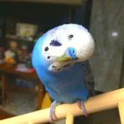 ピースのママ