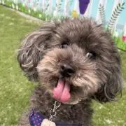 犬養ゆきの画像