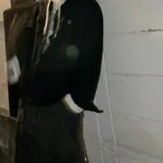 よんの画像
