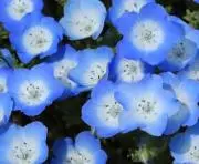 あおの画像
