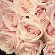 rosey