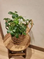 ゆっぴー⭐️の画像