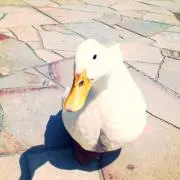ritの画像