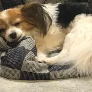 かたの画像