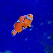 よーすけの画像