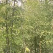 むぎ