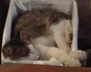 きじ太郎