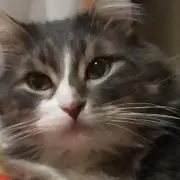ねころんの画像