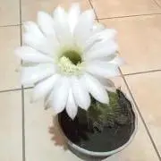 K♡の画像