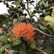 Kanoaの画像