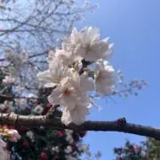こえだの画像