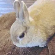 とろの画像