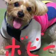 ボビーの画像