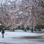 咲き