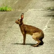 にゃんた。プロフ確認お願いしますの画像