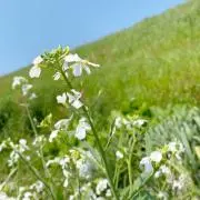 ✳︎まみー✳︎の画像