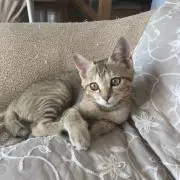 はるなの画像