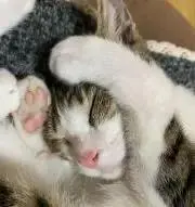 ミカン農家