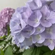 MRの画像