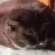 Minoriの画像
