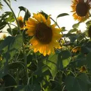 晴の画像