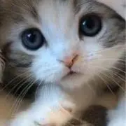 ネコ(=^ェ^=)の画像