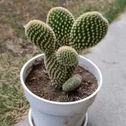あんにんどうふの画像