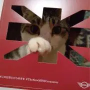 にゃんの画像
